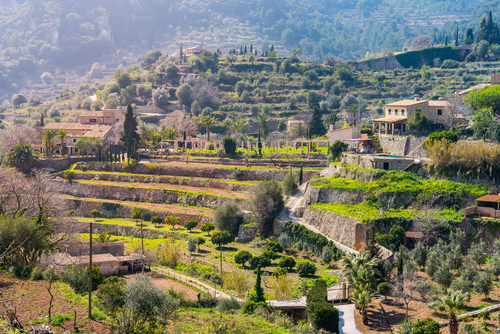 Traditionsreicher Weinbau auf Mallorca
