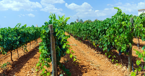 Blick durch Weinreben auf Mallorca