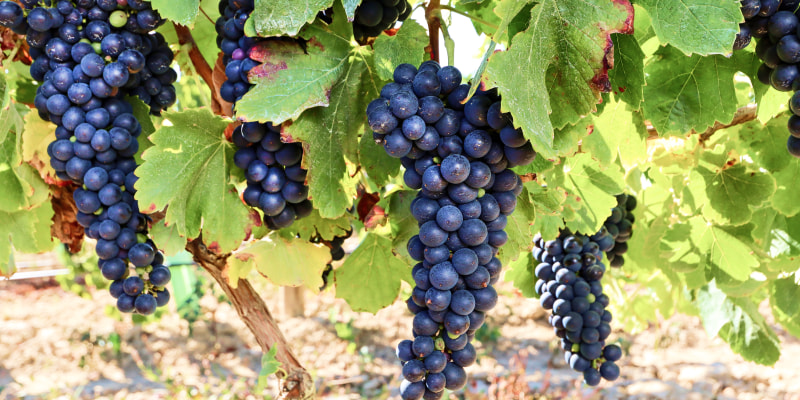 Rote Trauben eines Weingutes auf Mallorca