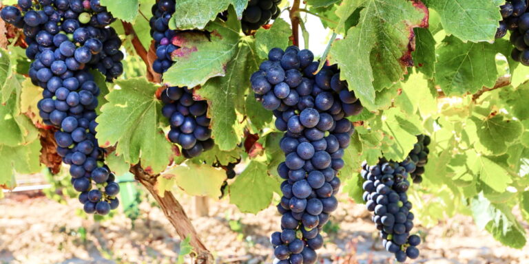 Uvas rojas de una bodega en Mallorca